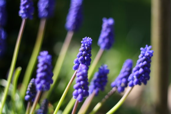 happy gardening - traubenhyazinthen - grape hyacinth