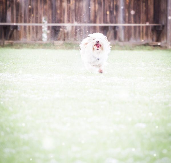 Ein glücklicher Hund in den ersten Schneeflocken