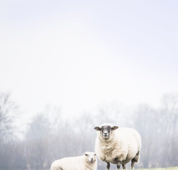 Schafe in Schleswig-Holstein