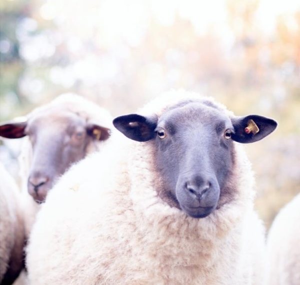 Schaf im Herbst by titatoni