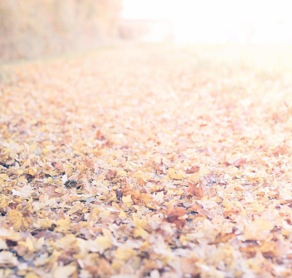 Goldener Herbst by titatoni