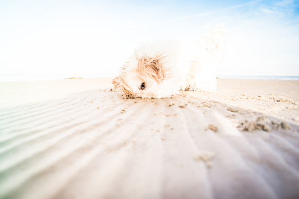 Glücklicher Hasso: Hundestrand an der Ostsee - traumhafter Spaziergang am Meer
