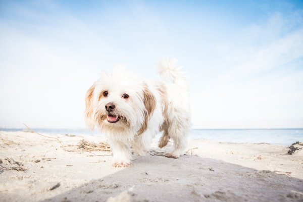Glücklicher Hasso: Hundestrand an der Ostsee - traumhafter Spaziergang am Meer