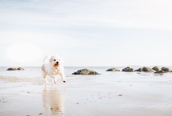 Hundestrand an der Ostsee - traumhafter Spaziergang am Meer