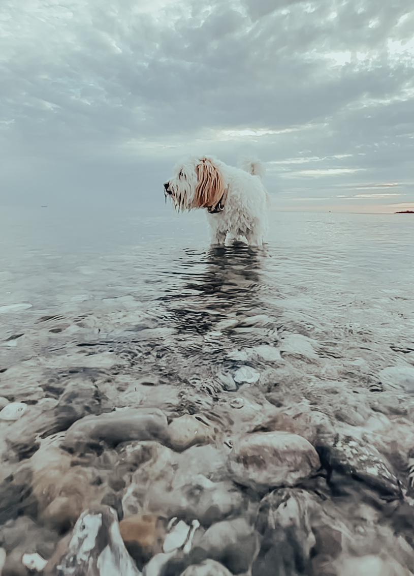 Hund Hasso am Strand - wir lieben den Sommer an der Ostsee bei Kiel. titatoni.de
