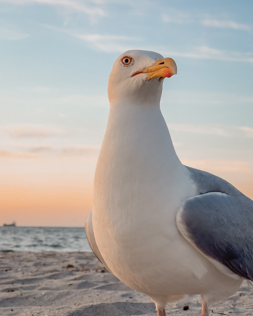 Möwe am Strand. Sie wartet aufs Fischbrötchen in Laboe. titatoni.de