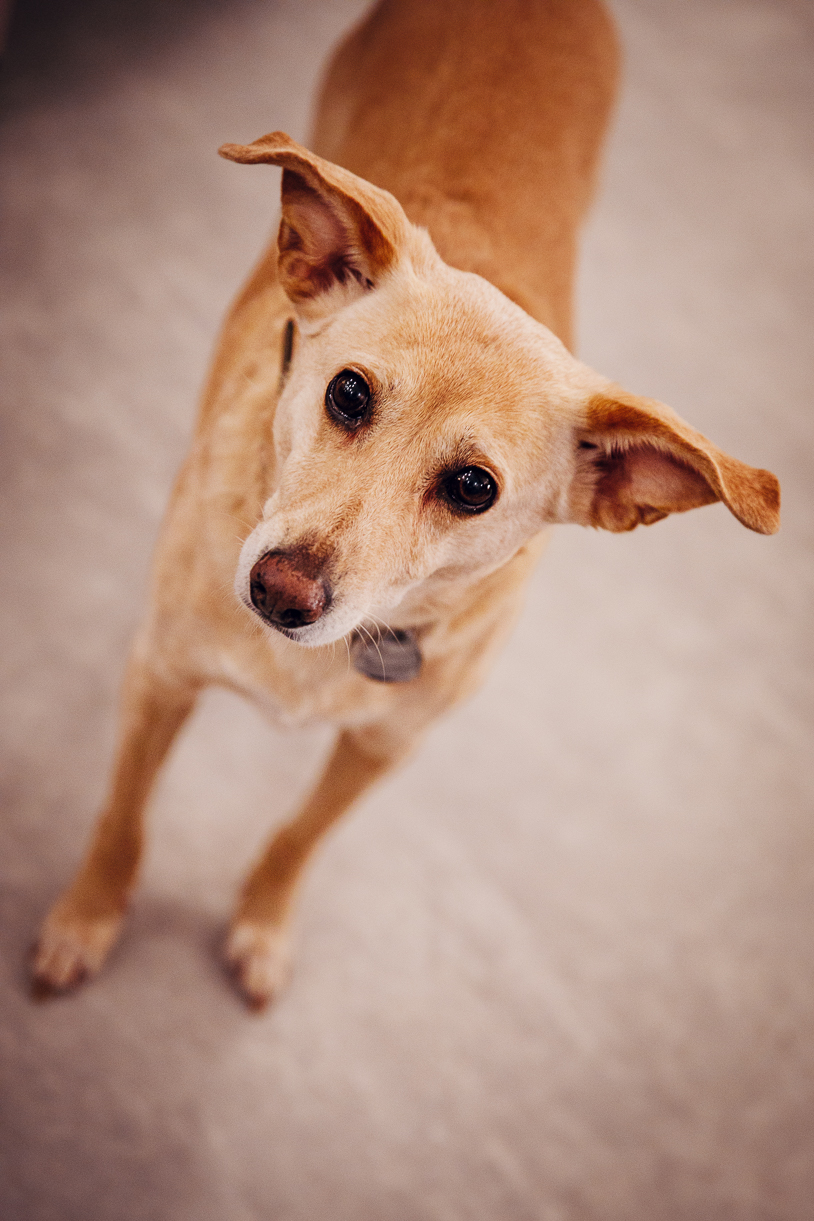 Elli, heimlische Chefin im Studio JOBA. titatoni.de